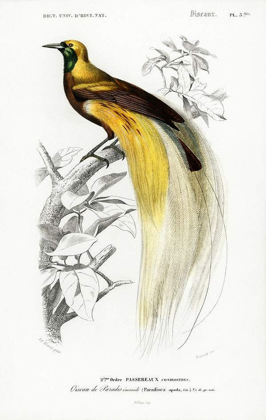 Paradisaea Apoda illustrated by Charles Dessalines D' Orbigny