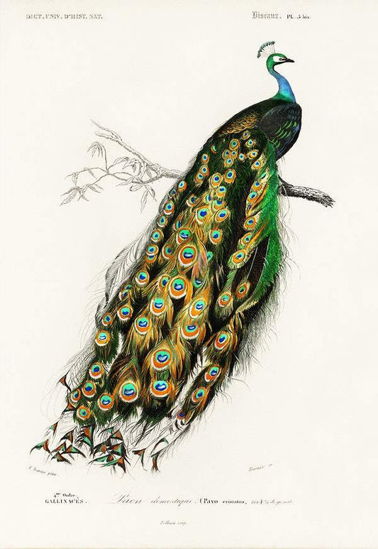 Indian peafowl (Pavo Cristatus) illustrated by Charles Dessalines D' Orbigny