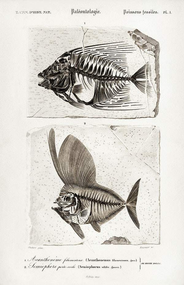 Ray-finned fish (Acanthonemus) and Semiophorus illustrated by Charles Dessalines D' Orbigny