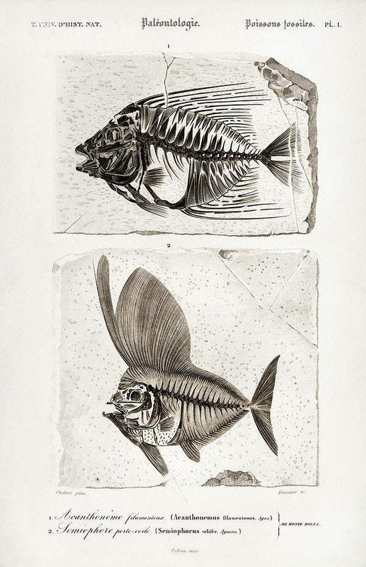 Ray-finned fish (Acanthonemus) and Semiophorus illustrated by Charles Dessalines D' Orbigny