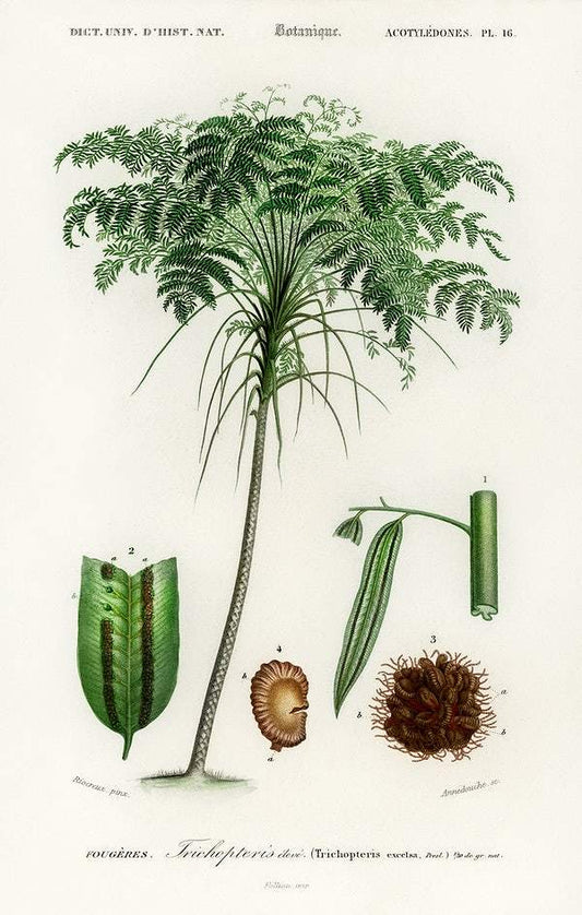 Trichipteris excelsa illustrated by Charles Dessalines D' Orbigny