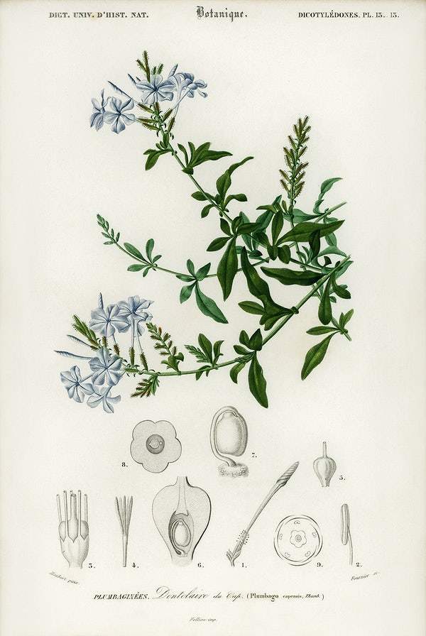 Plumbago Capensis illustrated by Charles Dessalines D' Orbigny