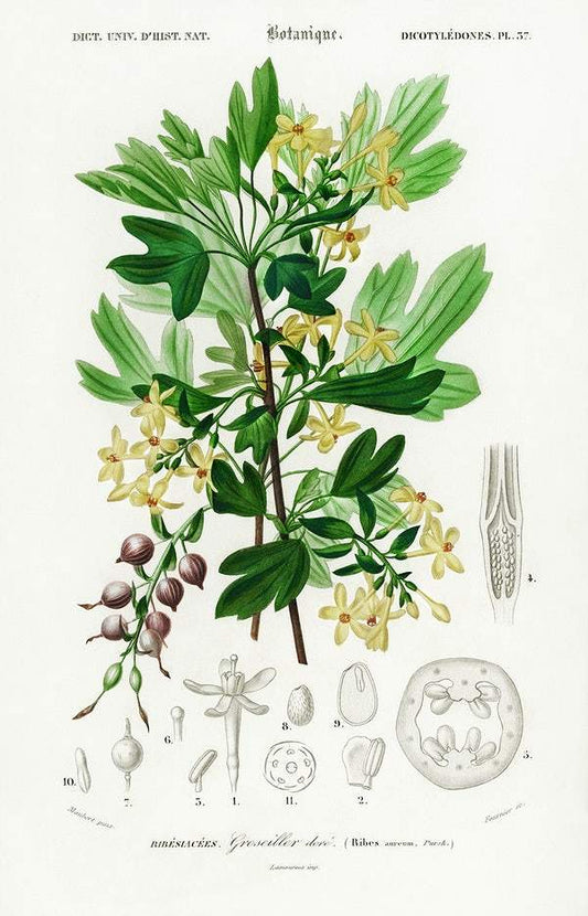 Ribes Aureum illustrated by Charles Dessalines D' Orbigny