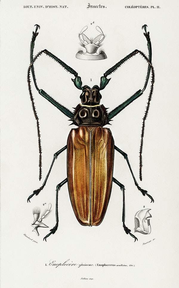 Enoplocerus Armillatus illustrated by Charles Dessalines D' Orbigny