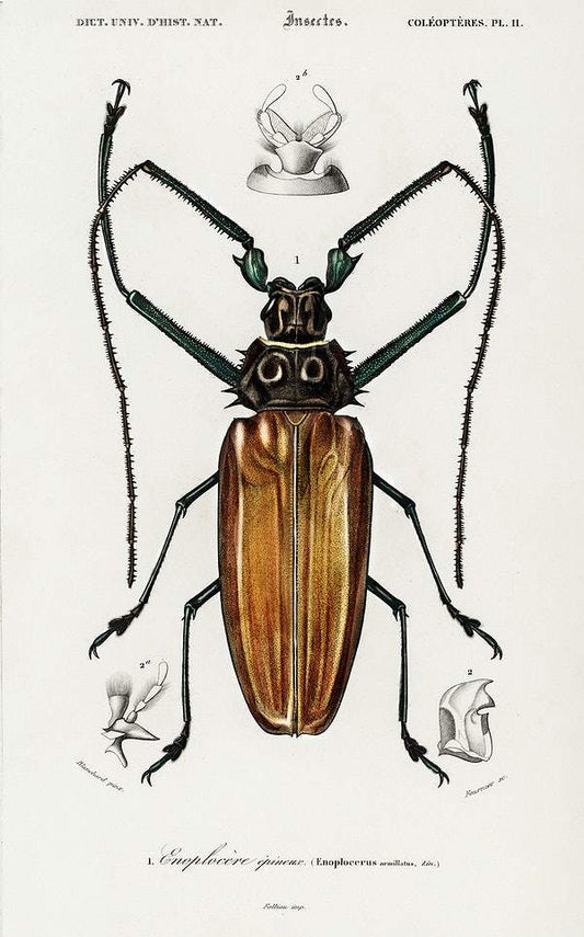 Enoplocerus Armillatus illustrated by Charles Dessalines D' Orbigny