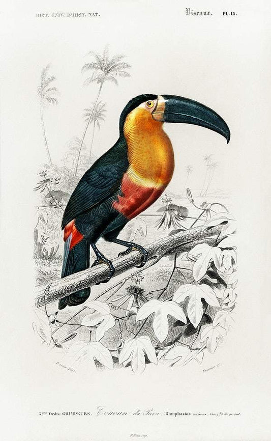 Toucan (Ramphastos) illustrated by Charles Dessalines D' Orbigny