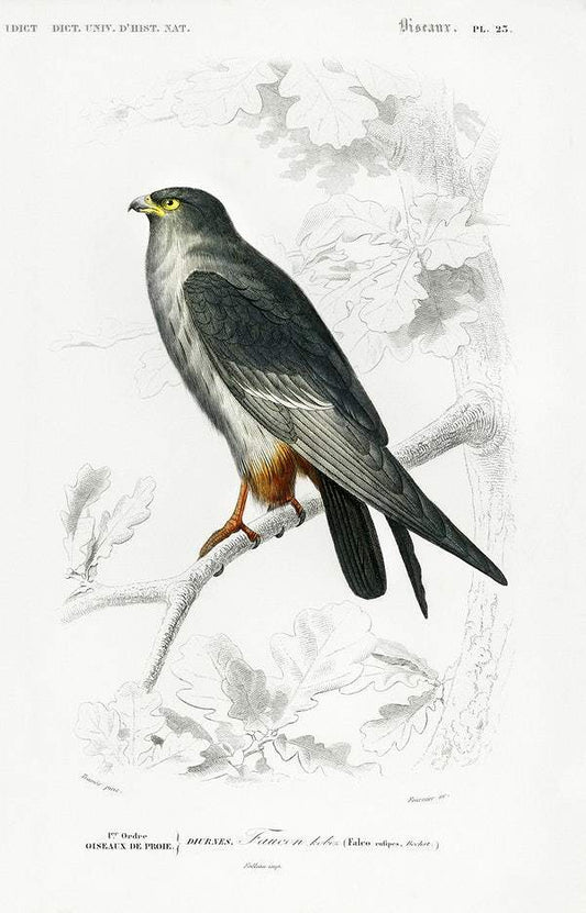 Red-footed Falcon (Falco rufipes) illustrated by Charles Dessalines D' Orbigny