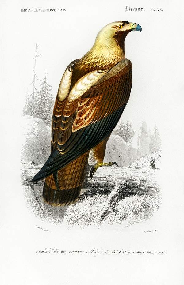 Eastern imperial eagle (Aquila heliaca) illustrated by Charles Dessalines D' Orbigny