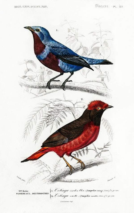 Different types of birds illustrated by Charles Dessalines D' Orbigny