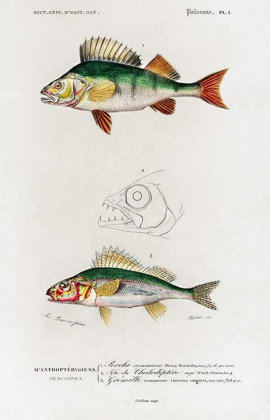 Perca fluviatilis and Gymnocephalus illustrated by Charles Dessalines D' Orbigny