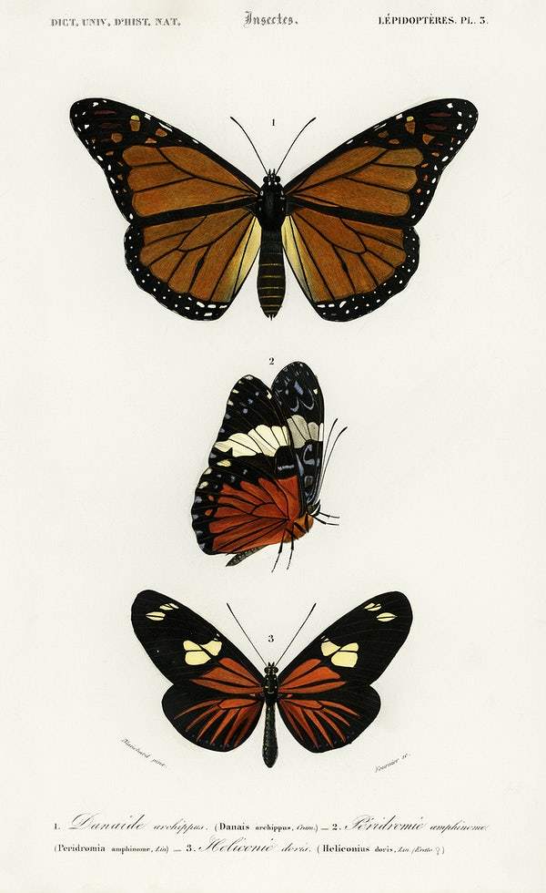 Different types of butterfly illustrated by Charles Dessalines D' Orbigny