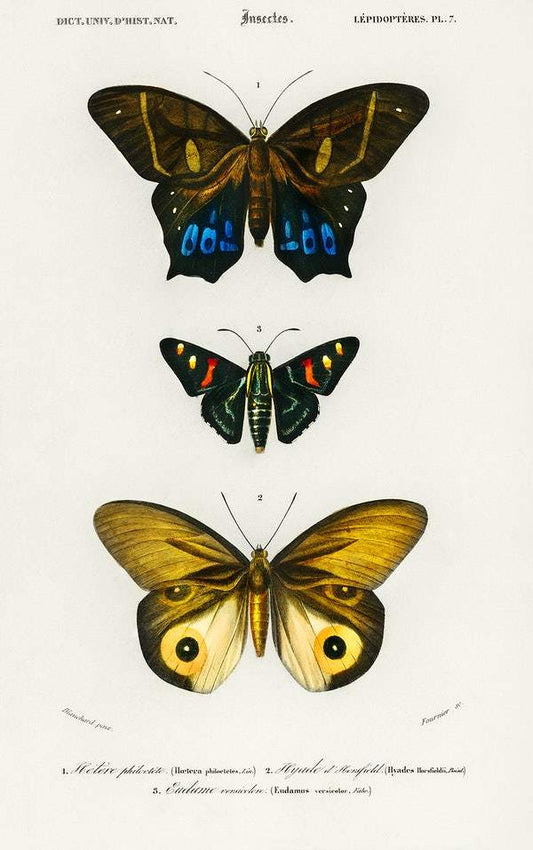 Different types of butterfly illustrated by Charles Dessalines D' Orbigny