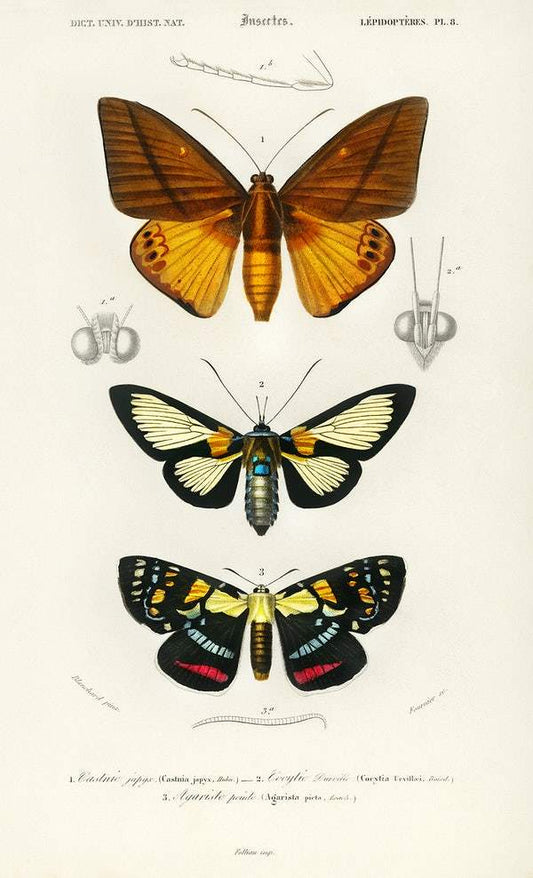 Collection of moths illustrated by Charles Dessalines D' Orbigny