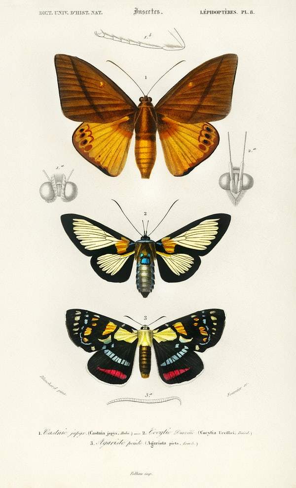 Different types of moths illustrated by Charles Dessalines D' Orbigny