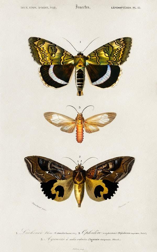 Different types of moths illustrated by Charles Dessalines D' Orbigny