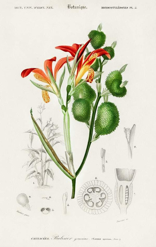 Anna speciosa illustrated by Charles Dessalines D' Orbigny