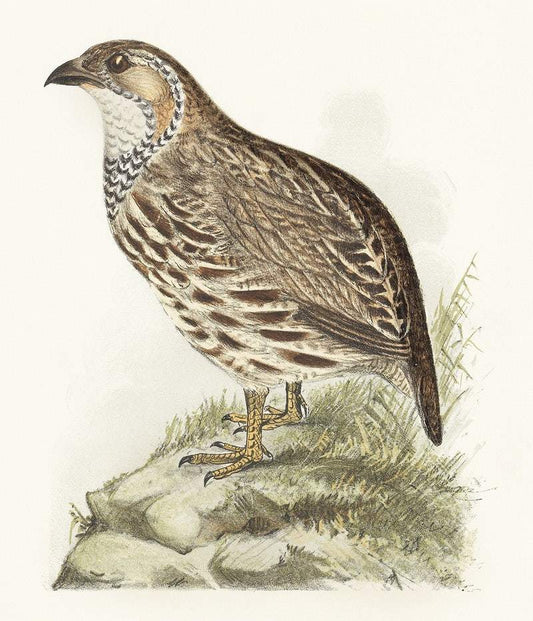 Patrijs (francolinus jugularis) (1878–1889) print in high resolution by Theo van Hoytema