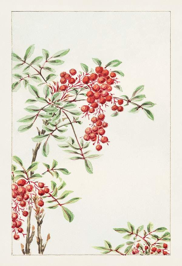 Nandina bush with berries during 1870–1880 by Megata Morikaga