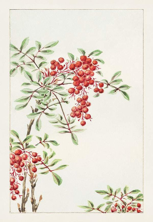 Nandina bush with berries during 1870–1880 by Megata Morikaga