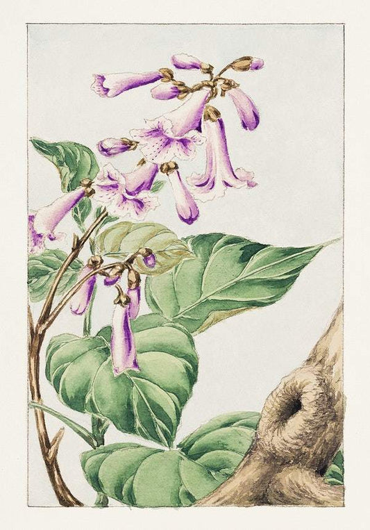 Kiri branch with flowers and leaves during 1870–1880 by Megata Morikaga