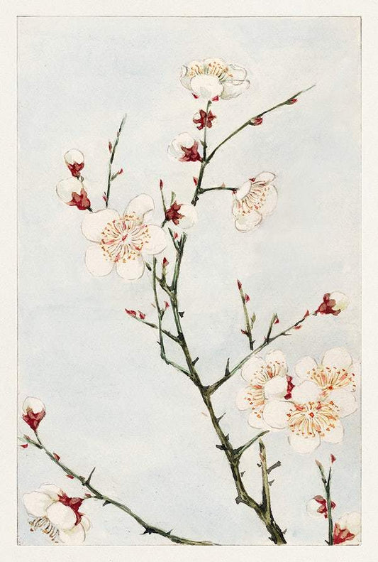 Plum branches with blossoms during 1870–1880 by Megata Morikaga