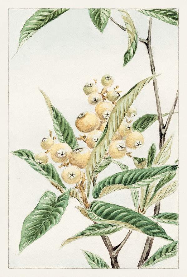 Biwa loquat during 1870–1880 by Megata Morikaga