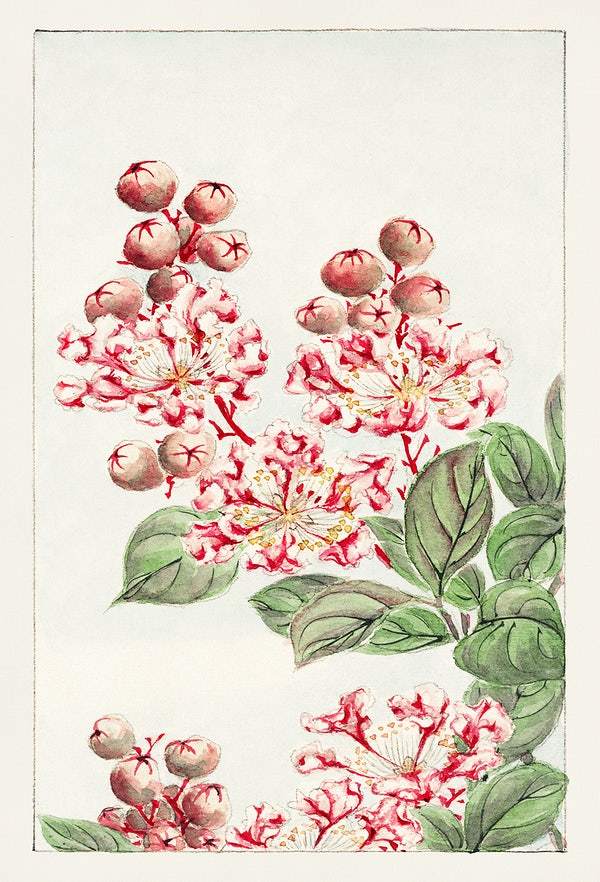 Sarusubi blossoms during 1870–1880 by Megata Morikaga.