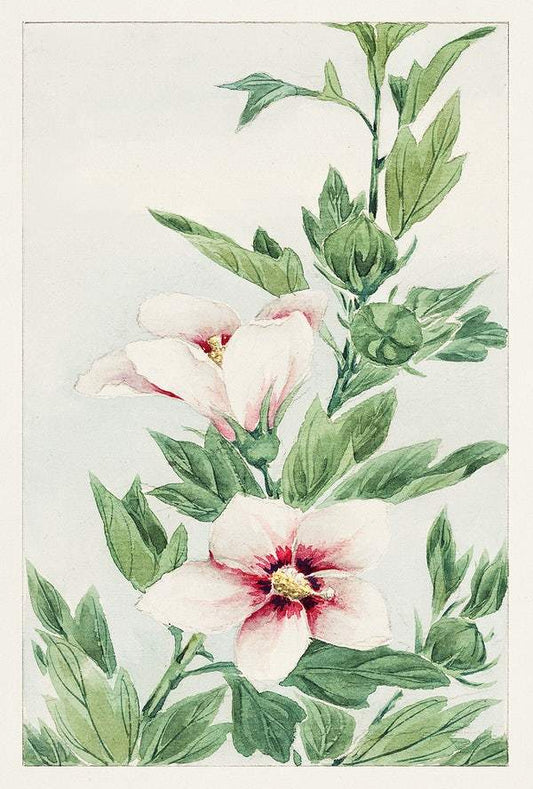 Hibiscus plant during 1870–1880 by Megata Morikaga.