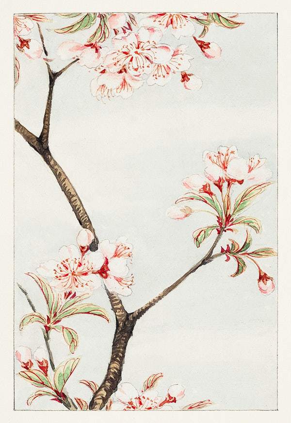 Sakura cherry during 1870–1880 by Megata Morikaga