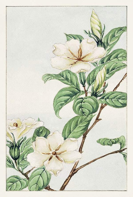 Kuchi nashi (cape jasmine) during 1870–1880 by Megata Morikaga