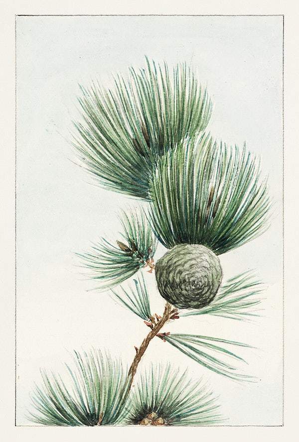 Gayo matsu pine during 1870–1880 by Megata Morikaga