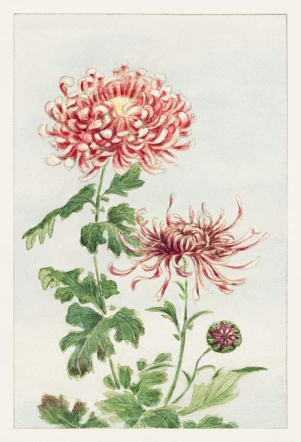 Kiku (chrysanthemum) during 1870–1880 by Megata Morikaga