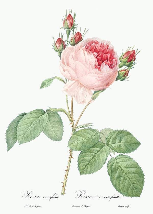 Cabbage Rose by Pierre-Joseph Redouté (1817-24)
