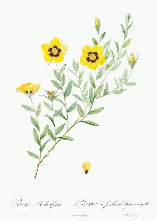 Rosa persica, also known as Rose-Leaved Rosebush by Pierre-Joseph Redouté (1817-24)