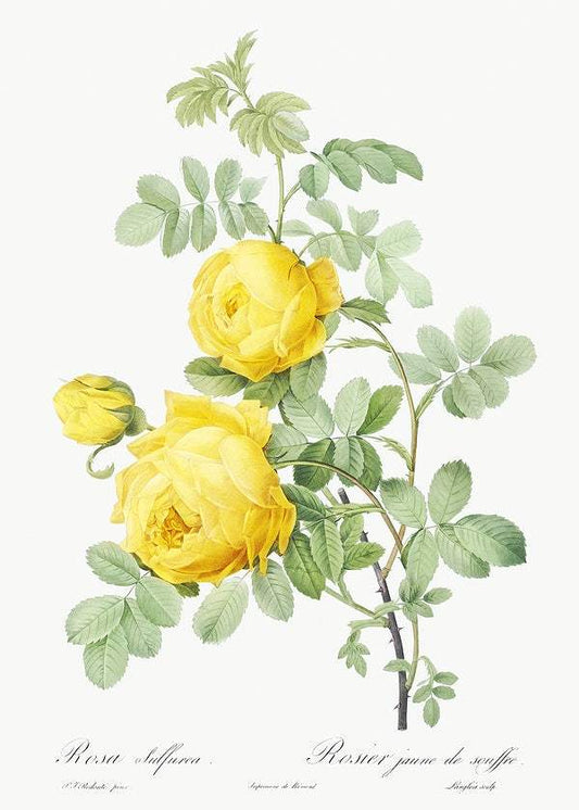 Rosa hemisphaerica by Pierre-Joseph Redouté (1817-24)