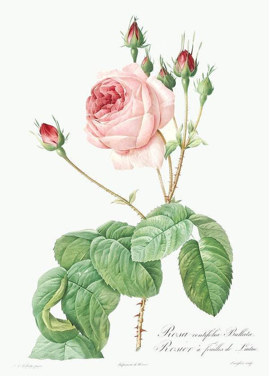 Cabbage Rose by Pierre-Joseph Redouté (1817-24)