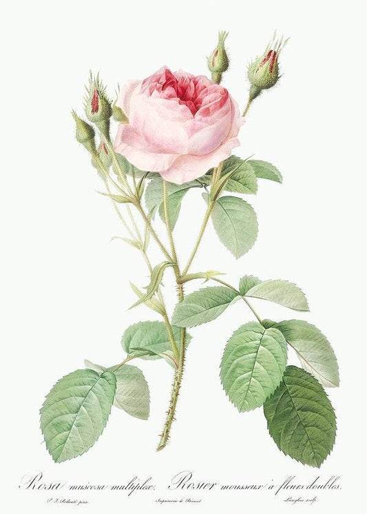 Double Moss Rose by Pierre-Joseph Redouté (1817-24)