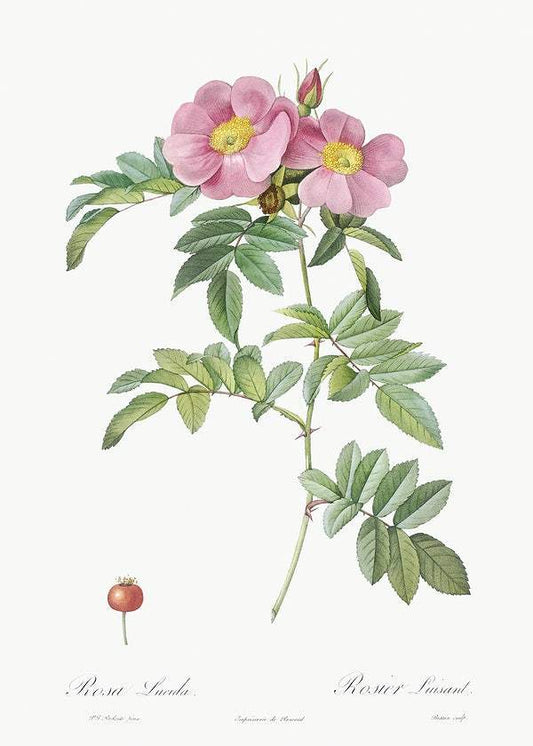 Rosa lucida by Pierre-Joseph Redouté (1817-24)