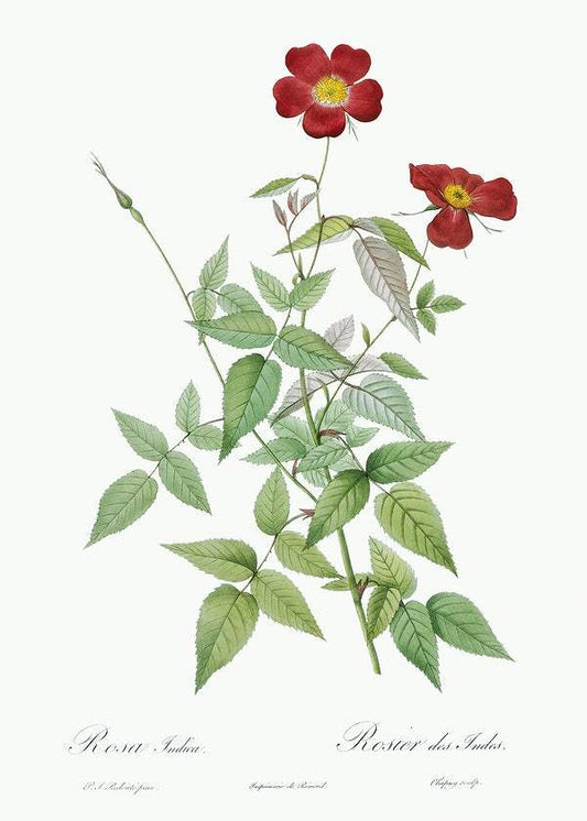 Rose, also known as Rosebush by Pierre-Joseph Redouté (1817-24)