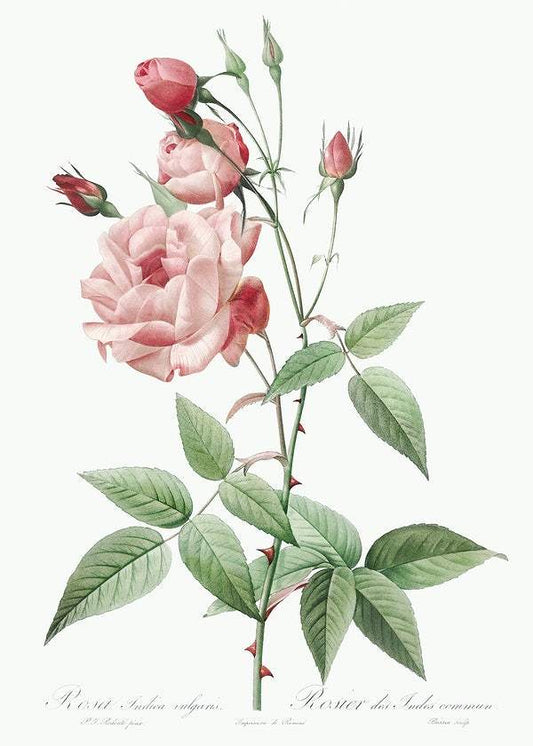 Old Blush China by Pierre-Joseph Redouté (1817-24)