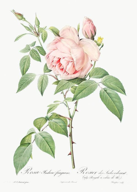 Rosa indica fragrans by Pierre-Joseph Redouté (1817-24)