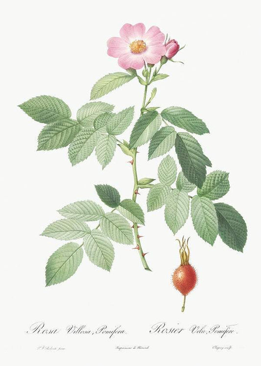 The Apple Rose by Pierre-Joseph Redouté (1817-24)
