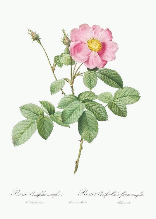 Single-Flowered Cabbage Rose by Pierre-Joseph Redouté (1817-24)