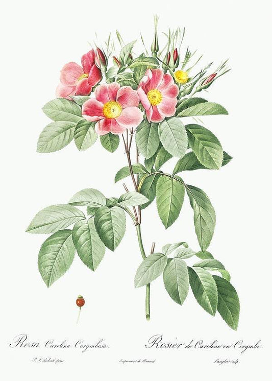 Pasture Rose by Pierre-Joseph Redouté (1817-24)