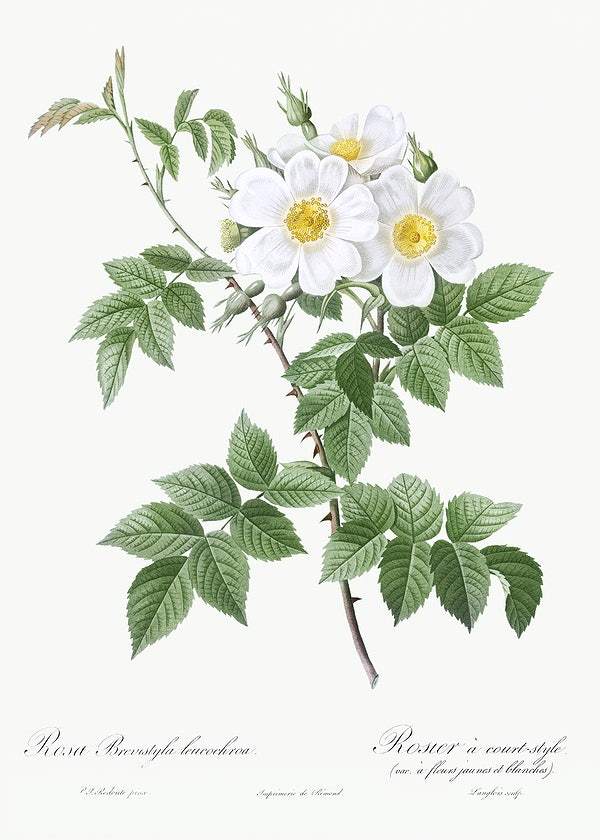 Short-styled rose with yellow and white flowers by Pierre-Joseph Redouté (1817-24)