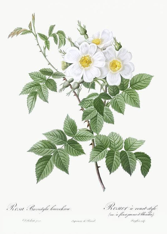 Short-styled rose with yellow and white flowers by Pierre-Joseph Redouté (1817-24)