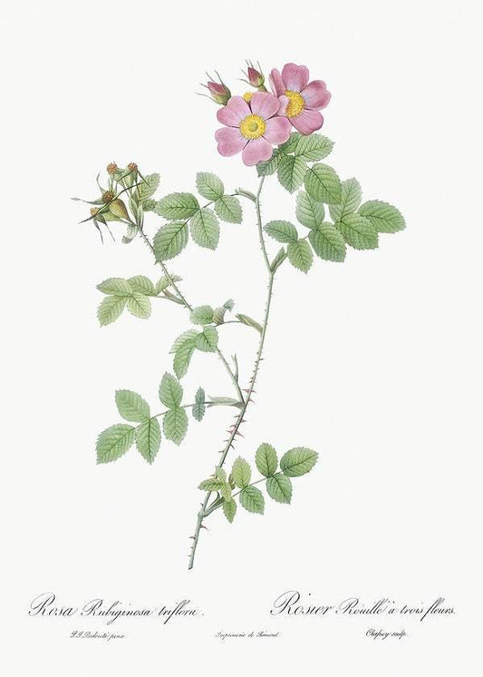 Sweetbriar, also known as Rusty Rose by Pierre-Joseph Redouté (1817-24)