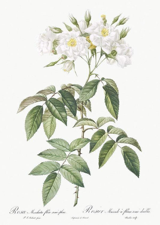 Musk rose by Pierre-Joseph Redouté (1817-24)