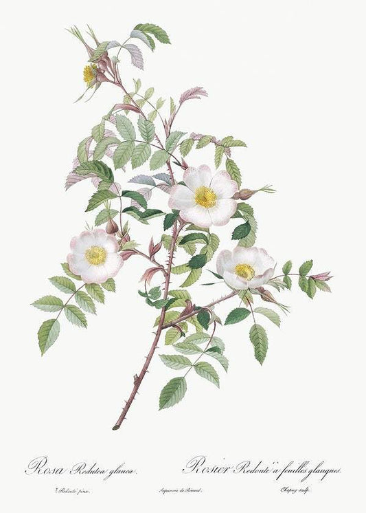 Rosa reductea glauca by Pierre-Joseph Redouté (1817-24)