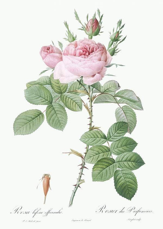 Rosa bifera officinalis by Pierre-Joseph Redouté (1817-24)